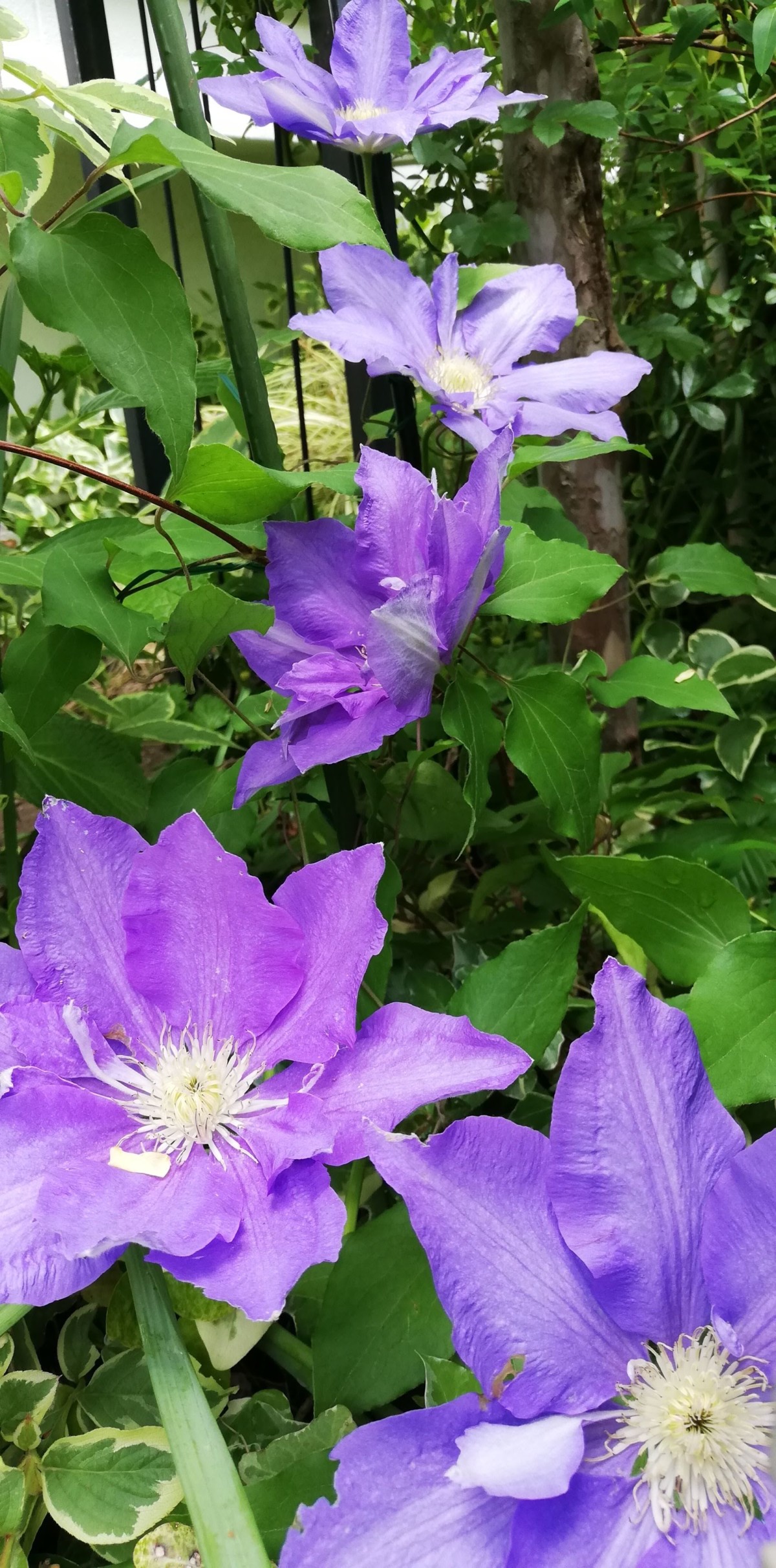 6月の我が家と可愛いお花たち 秋田の寄せ植えnaturia