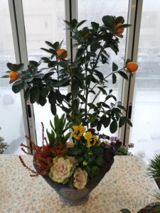 綱木紋のシックな鉢に、お正月寄せ植えと盆栽